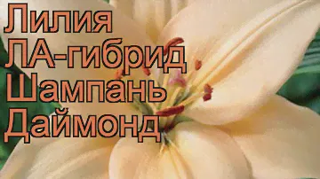 Лилия ла-гибрид Шампань Даймонд 🌿 Шампань Даймонд обзор: как сажать, луковицы лилии Шампань Даймонд