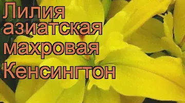 Лилия азиатская махровая (lilium asiatic kensington) 🌿 лилия обзор: как сажать луковицы лилии