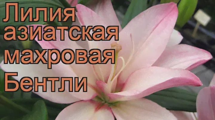 Лилия азиатская махровая (lilium asiatic bentley) 🌿 лилия обзор: как сажать луковицы лилии