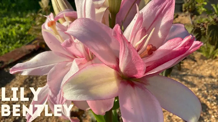 Lily - Bentley 4K