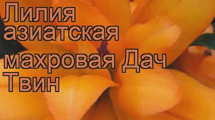 Лилия азиатская махровая (lilium asiatic hybrid dutch twin) 🌿 лилия обзор: как сажать луковицы лилии